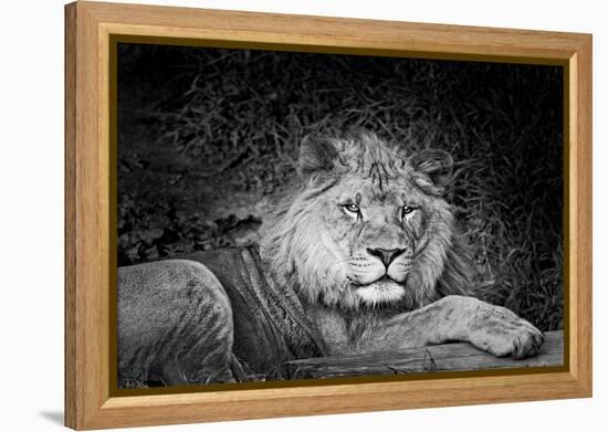 Portrait of a lion (Panthera leo) relaxing in a forest, California, USA-Thomas Winz-Framed Premier Image Canvas