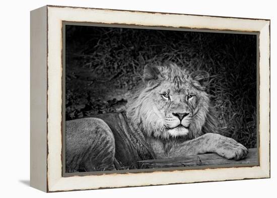 Portrait of a lion (Panthera leo) relaxing in a forest, California, USA-Thomas Winz-Framed Premier Image Canvas