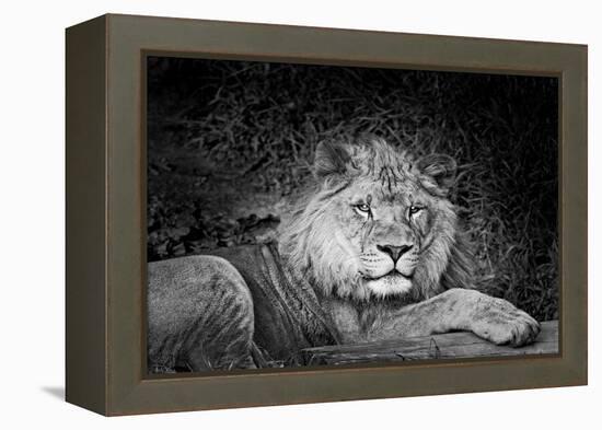 Portrait of a lion (Panthera leo) relaxing in a forest, California, USA-Thomas Winz-Framed Premier Image Canvas