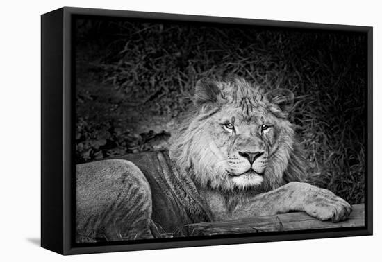 Portrait of a lion (Panthera leo) relaxing in a forest, California, USA-Thomas Winz-Framed Premier Image Canvas