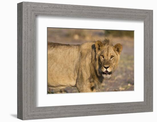 Portrait of a lion (Panthera leo), Savuti marsh, Chobe National Park, Botswana, Africa-Sergio Pitamitz-Framed Photographic Print