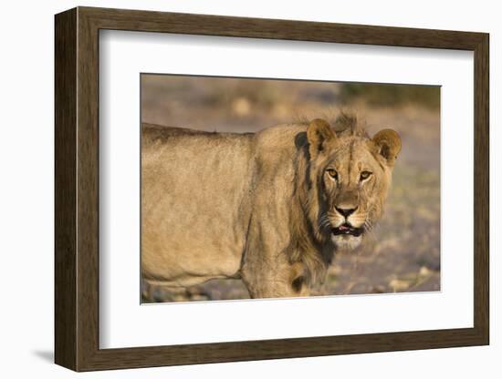 Portrait of a lion (Panthera leo), Savuti marsh, Chobe National Park, Botswana, Africa-Sergio Pitamitz-Framed Photographic Print