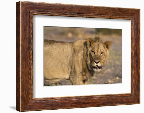 Portrait of a lion (Panthera leo), Savuti marsh, Chobe National Park, Botswana, Africa-Sergio Pitamitz-Framed Photographic Print