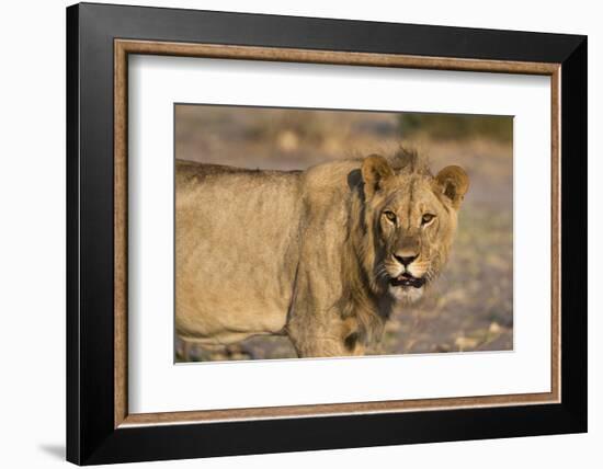 Portrait of a lion (Panthera leo), Savuti marsh, Chobe National Park, Botswana, Africa-Sergio Pitamitz-Framed Photographic Print