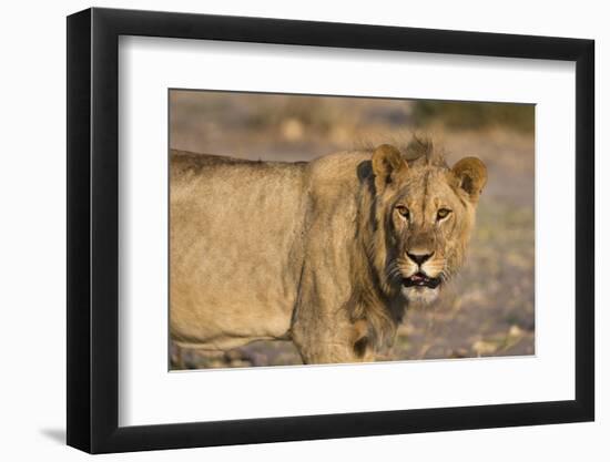Portrait of a lion (Panthera leo), Savuti marsh, Chobe National Park, Botswana, Africa-Sergio Pitamitz-Framed Photographic Print