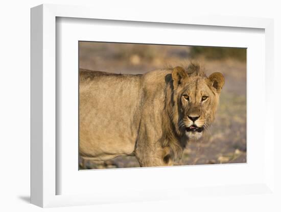 Portrait of a lion (Panthera leo), Savuti marsh, Chobe National Park, Botswana, Africa-Sergio Pitamitz-Framed Photographic Print