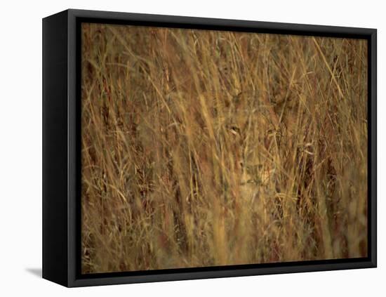 Portrait of a Lioness Hiding and Camouflaged in Long Grass, Kruger National Park, South Africa-Paul Allen-Framed Premier Image Canvas