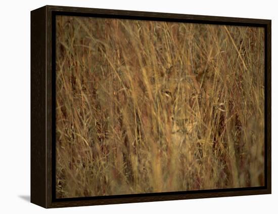 Portrait of a Lioness Hiding and Camouflaged in Long Grass, Kruger National Park, South Africa-Paul Allen-Framed Premier Image Canvas