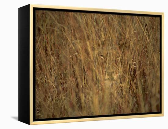 Portrait of a Lioness Hiding and Camouflaged in Long Grass, Kruger National Park, South Africa-Paul Allen-Framed Premier Image Canvas