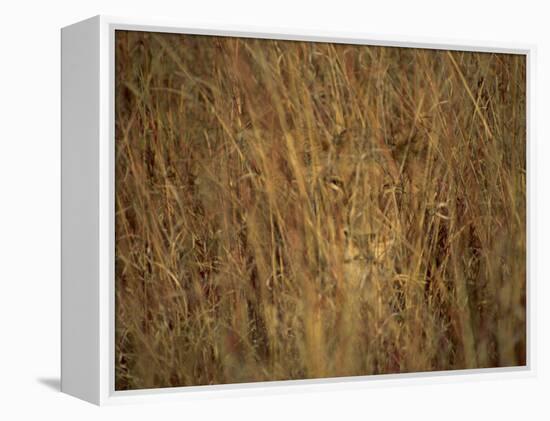 Portrait of a Lioness Hiding and Camouflaged in Long Grass, Kruger National Park, South Africa-Paul Allen-Framed Premier Image Canvas