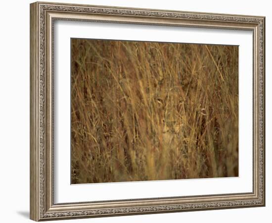 Portrait of a Lioness Hiding and Camouflaged in Long Grass, Kruger National Park, South Africa-Paul Allen-Framed Photographic Print