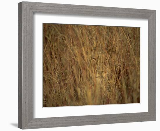 Portrait of a Lioness Hiding and Camouflaged in Long Grass, Kruger National Park, South Africa-Paul Allen-Framed Photographic Print