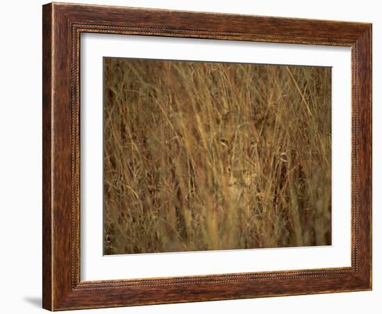 Portrait of a Lioness Hiding and Camouflaged in Long Grass, Kruger National Park, South Africa-Paul Allen-Framed Photographic Print