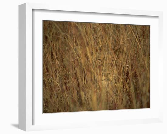 Portrait of a Lioness Hiding and Camouflaged in Long Grass, Kruger National Park, South Africa-Paul Allen-Framed Photographic Print