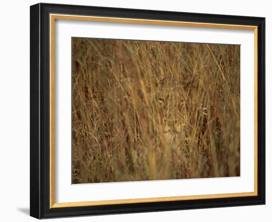 Portrait of a Lioness Hiding and Camouflaged in Long Grass, Kruger National Park, South Africa-Paul Allen-Framed Photographic Print