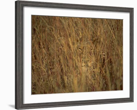 Portrait of a Lioness Hiding and Camouflaged in Long Grass, Kruger National Park, South Africa-Paul Allen-Framed Photographic Print