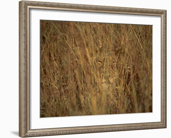 Portrait of a Lioness Hiding and Camouflaged in Long Grass, Kruger National Park, South Africa-Paul Allen-Framed Photographic Print