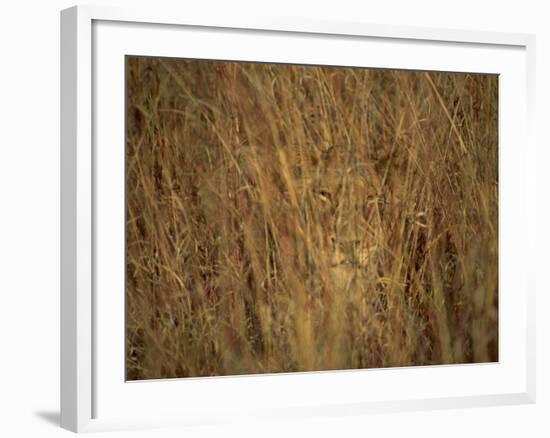 Portrait of a Lioness Hiding and Camouflaged in Long Grass, Kruger National Park, South Africa-Paul Allen-Framed Photographic Print