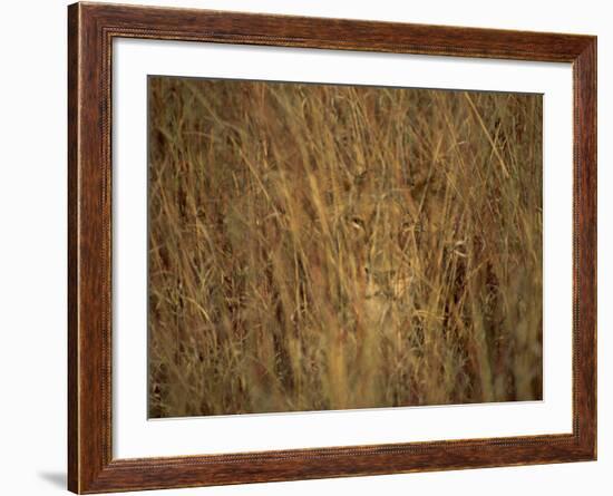 Portrait of a Lioness Hiding and Camouflaged in Long Grass, Kruger National Park, South Africa-Paul Allen-Framed Photographic Print