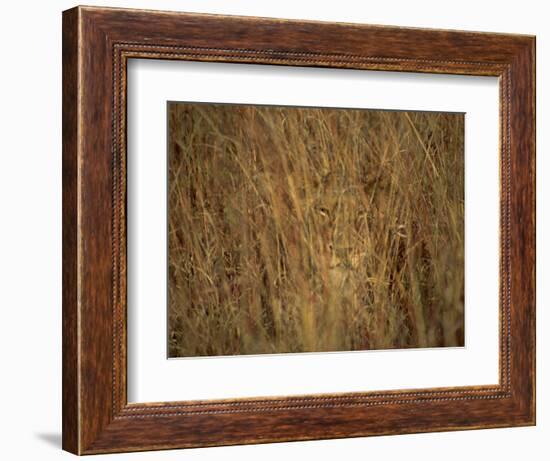 Portrait of a Lioness Hiding and Camouflaged in Long Grass, Kruger National Park, South Africa-Paul Allen-Framed Photographic Print
