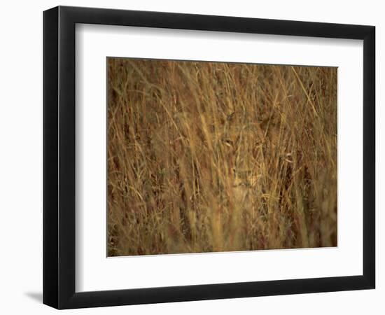 Portrait of a Lioness Hiding and Camouflaged in Long Grass, Kruger National Park, South Africa-Paul Allen-Framed Photographic Print