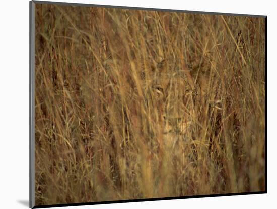 Portrait of a Lioness Hiding and Camouflaged in Long Grass, Kruger National Park, South Africa-Paul Allen-Mounted Photographic Print