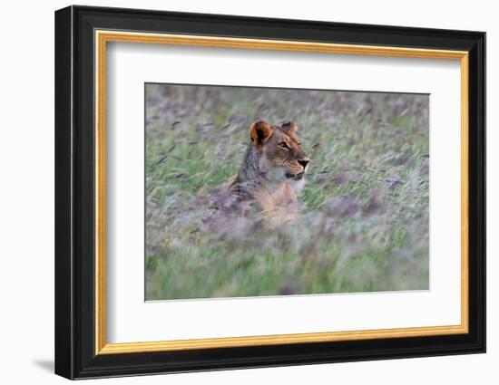 Portrait of a lioness in a field of purple grass. Voi, Tsavo, Kenya-Sergio Pitamitz-Framed Photographic Print