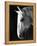 Portrait of a Lipizzaner Horse-Karen Tweedy-Holmes-Framed Premier Image Canvas
