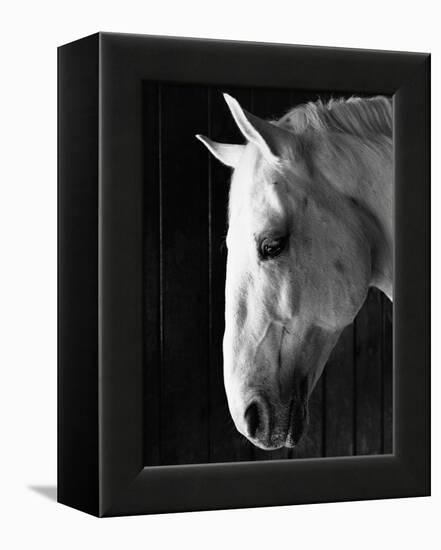 Portrait of a Lipizzaner Horse-Karen Tweedy-Holmes-Framed Premier Image Canvas