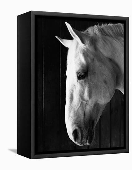 Portrait of a Lipizzaner Horse-Karen Tweedy-Holmes-Framed Premier Image Canvas