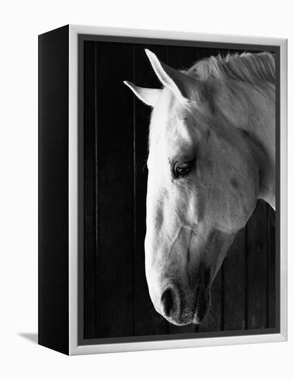 Portrait of a Lipizzaner Horse-Karen Tweedy-Holmes-Framed Premier Image Canvas