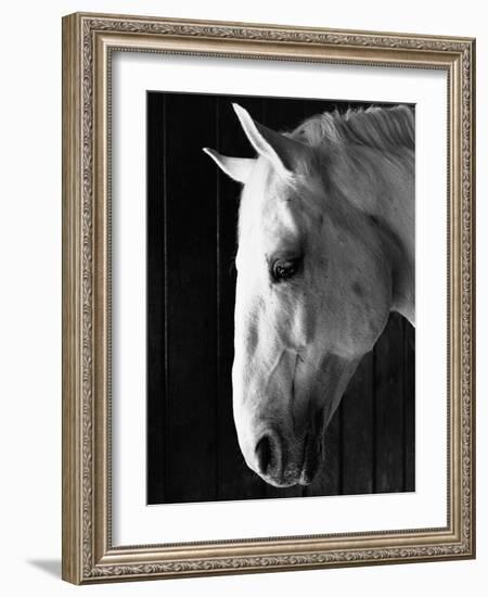 Portrait of a Lipizzaner Horse-Karen Tweedy-Holmes-Framed Photographic Print