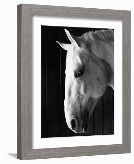 Portrait of a Lipizzaner Horse-Karen Tweedy-Holmes-Framed Photographic Print