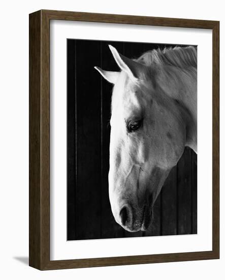 Portrait of a Lipizzaner Horse-Karen Tweedy-Holmes-Framed Photographic Print