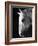 Portrait of a Lipizzaner Horse-Karen Tweedy-Holmes-Framed Photographic Print