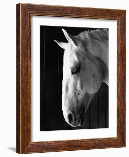 Portrait of a Lipizzaner Horse-Karen Tweedy-Holmes-Framed Photographic Print