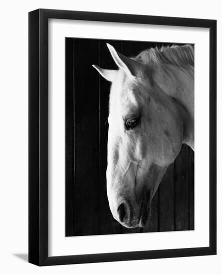 Portrait of a Lipizzaner Horse-Karen Tweedy-Holmes-Framed Photographic Print