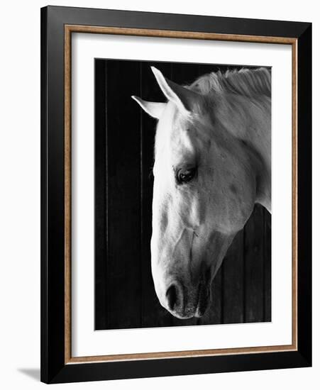 Portrait of a Lipizzaner Horse-Karen Tweedy-Holmes-Framed Photographic Print