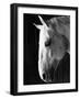 Portrait of a Lipizzaner Horse-Karen Tweedy-Holmes-Framed Photographic Print