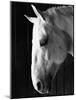 Portrait of a Lipizzaner Horse-Karen Tweedy-Holmes-Mounted Photographic Print