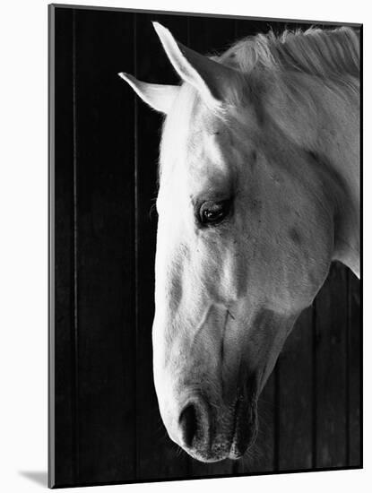 Portrait of a Lipizzaner Horse-Karen Tweedy-Holmes-Mounted Photographic Print