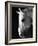 Portrait of a Lipizzaner Horse-Karen Tweedy-Holmes-Framed Photographic Print