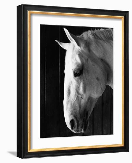 Portrait of a Lipizzaner Horse-Karen Tweedy-Holmes-Framed Photographic Print