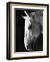 Portrait of a Lipizzaner Horse-Karen Tweedy-Holmes-Framed Photographic Print