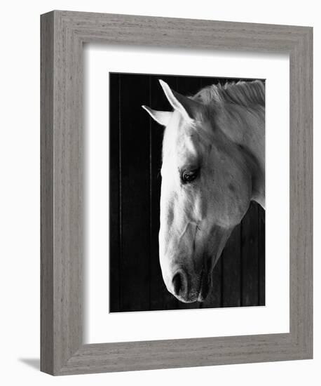 Portrait of a Lipizzaner Horse-Karen Tweedy-Holmes-Framed Photographic Print