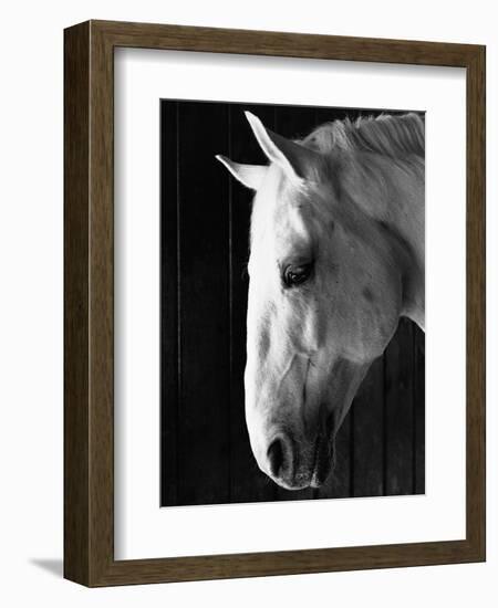 Portrait of a Lipizzaner Horse-Karen Tweedy-Holmes-Framed Photographic Print