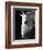 Portrait of a Lipizzaner Horse-Karen Tweedy-Holmes-Framed Photographic Print