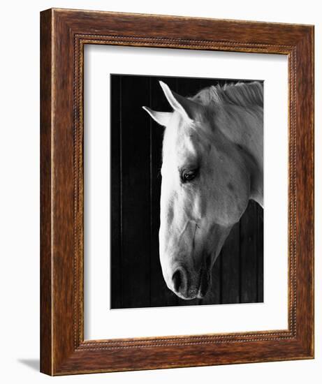 Portrait of a Lipizzaner Horse-Karen Tweedy-Holmes-Framed Photographic Print