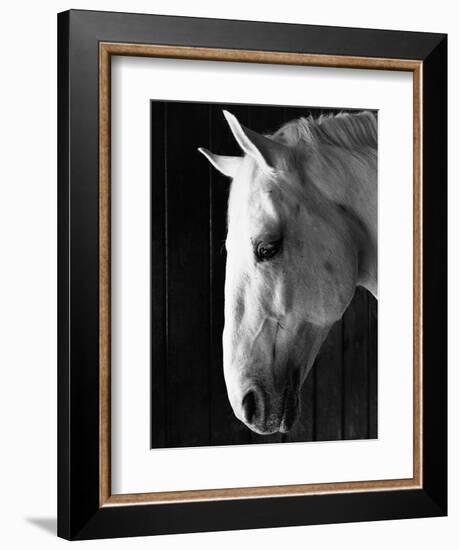 Portrait of a Lipizzaner Horse-Karen Tweedy-Holmes-Framed Photographic Print