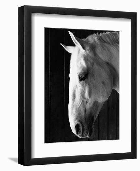 Portrait of a Lipizzaner Horse-Karen Tweedy-Holmes-Framed Photographic Print